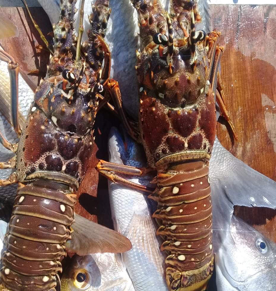Belize-Guide-Co-lobster-catch
